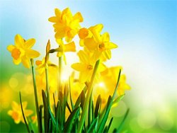 Deň narcisov 2018