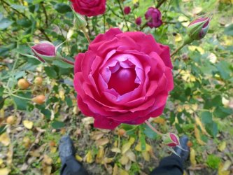 Múzeum Andreja Sládkoviča v Krupine