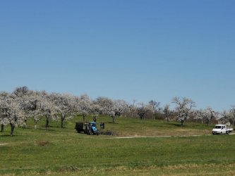 Zachovávame dedičstvo genofondu starých Hontianskych odrôd