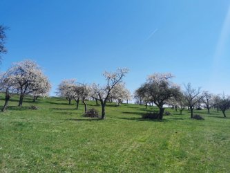Zachovávame dedičstvo genofondu starých Hontianskych odrôd