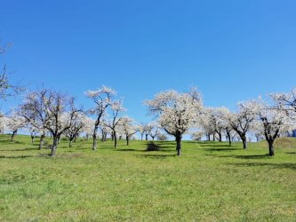 Zachovávame dedičstvo genofondu starých Hontianskych odrôd