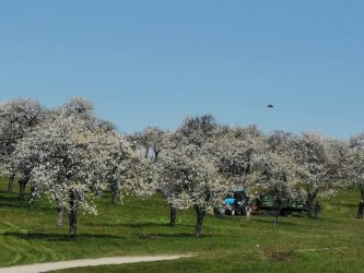 Zachovávame dedičstvo genofondu starých Hontianskych odrôd