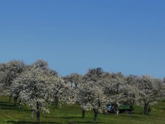 Zachovávame dedičstvo genofondu starých Hontianskych odrôd