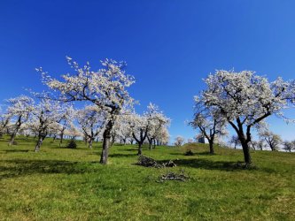 Zachovávame dedičstvo genofondu starých Hontianskych odrôd