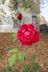 Geschwindova záhrada ruží