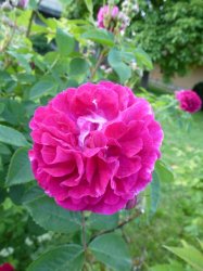 Geschwindova záhrada ruží