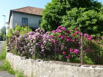 Geschwindova záhrada ruží