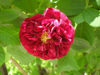 Geschwindova záhrada ruží