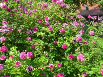 Geschwindova záhrada ruží