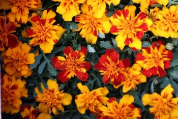 Medzinárodný Deň Zeme aj v Krupine