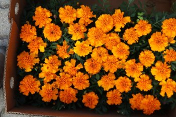 Medzinárodný Deň Zeme aj v Krupine