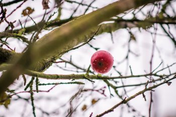 Výsadba ovocných stromov v Krupine v rámci projektu