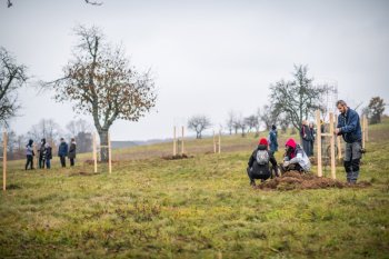 Výsadba ovocných stromov v Krupine v rámci projektu Výsadba ovocných stromov v Krupine v rámci projektu