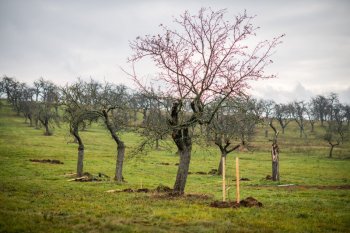 Výsadba ovocných stromov v Krupine v rámci projektu Výsadba ovocných stromov v Krupine v rámci projektu