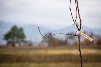 Výsadba ovocných stromov v Krupine v rámci projektu Výsadba ovocných stromov v Krupine v rámci projektu
