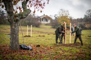 Výsadba ovocných stromov v Krupine v rámci projektu Výsadba ovocných stromov v Krupine v rámci projektu