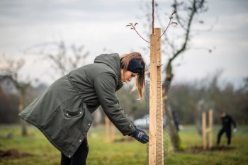 Výsadba ovocných stromov v Krupine v rámci projektu Výsadba ovocných stromov v Krupine v rámci projektu