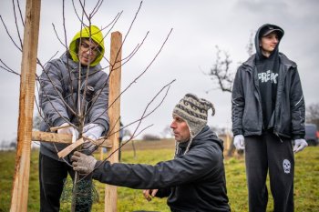 Výsadba ovocných stromov v Krupine v rámci projektu Výsadba ovocných stromov v Krupine v rámci projektu