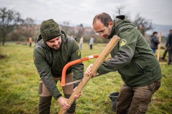 Výsadba ovocných stromov v Krupine v rámci projektu Výsadba ovocných stromov v Krupine v rámci projektu