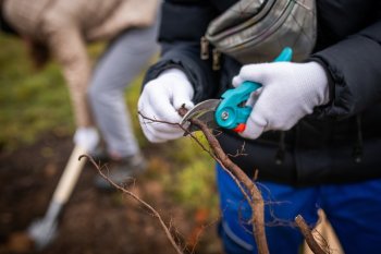 Výsadba ovocných stromov v Krupine v rámci projektu Výsadba ovocných stromov v Krupine v rámci projektu