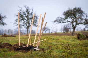 Výsadba ovocných stromov v Krupine v rámci projektu Výsadba ovocných stromov v Krupine v rámci projektu